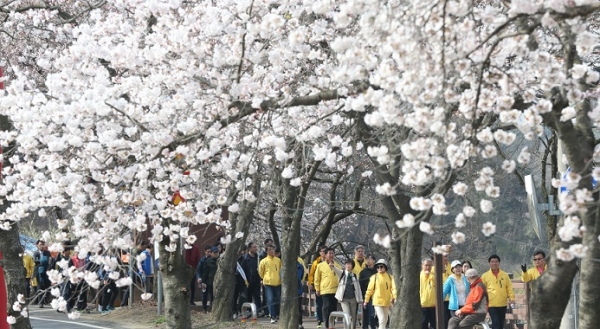황인호 동구청장을 비롯한 많은 인파들이 벚꽃이 만개한 대청호 벚꽃길을 거닐며 봄의 정취를 만끽하고 있다.