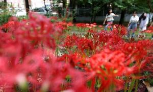 동구 가오근린공원에 선홍빛 꽃무릇 만개