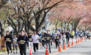 대청호 벚꽃길 마라톤대회 개최 3개 코스로 진행