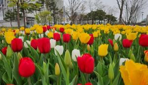 한밭수목원 4월 봄꽃 만개... 5월은 장미 축제
